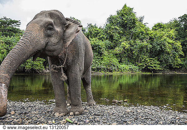 Elefant steht am Flussufer im Wald