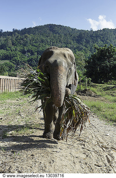 Elefant trägt einen Zweig  während er an einem sonnigen Tag auf dem Feld steht