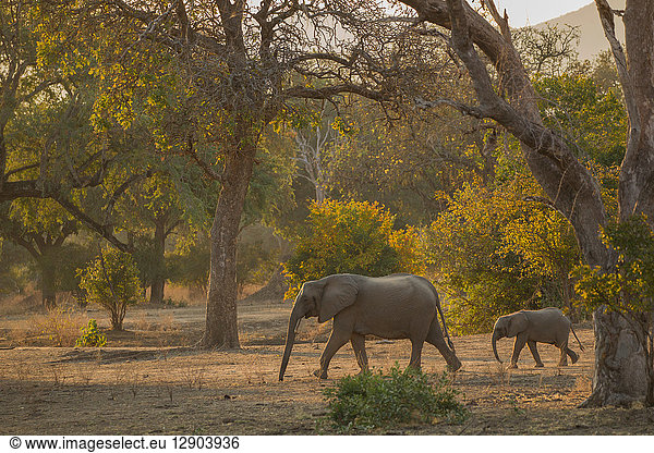 Elefant und Kalb (Loxodonta Africana)  Mana Pools  Simbabwe