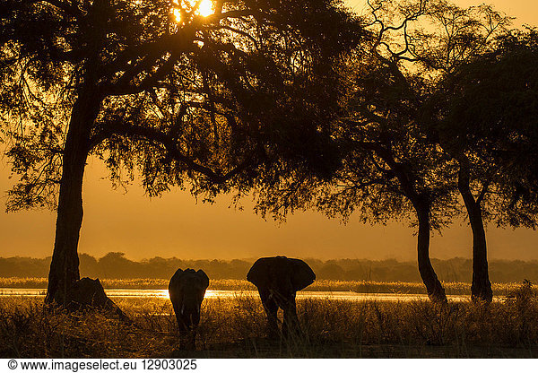 Elefant und Kalb (Loxodonta Africana)  Sambesi-Fluss  Simbabwe