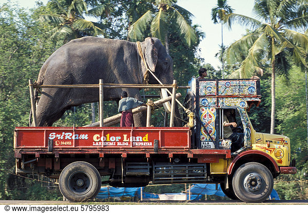 Elefant wird auf Lastwagen transportiert  Arattupuzha-Pooram-Fest  bei Thrissur  Kerala  Südindien  Indien  Asien