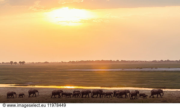 Elefanten am Fluss  Chobe-Nationalpark  Sambia  Afrika