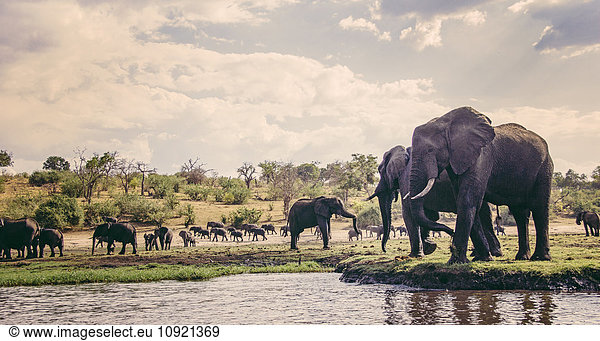 Elefanten am Wasser  Chobe Nationalpark  Botswana