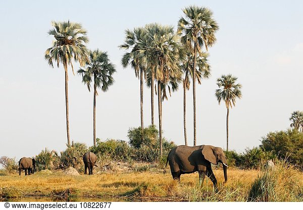 Elefanten  Botswana