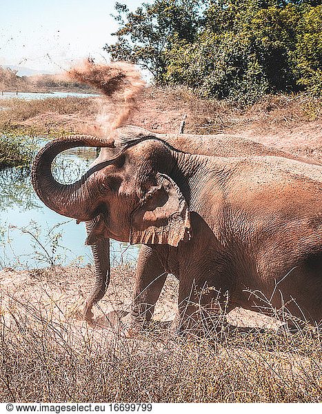 Elefanten  die in der Natur Sand in die Luft werfen.