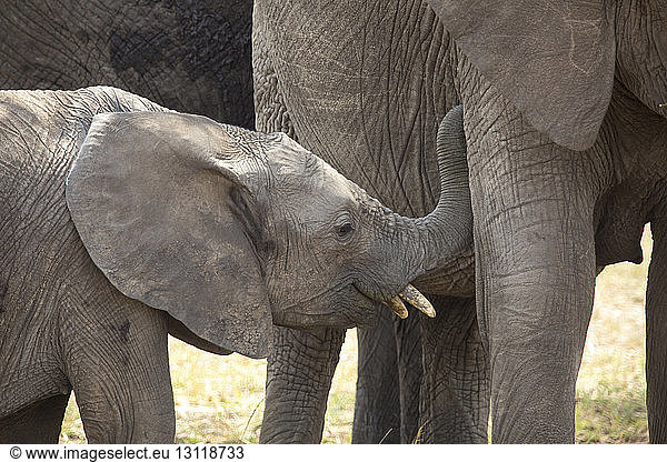 Elefanten im Serengeti-Nationalpark