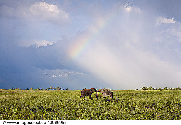 Elefanten kämpfen auf Grasfeld