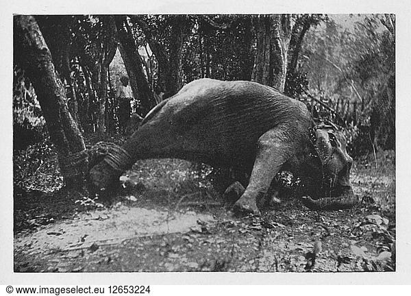 Elefanten-Kraaling in Ceylon - mit der Schlinge  um 1890  (1910). Künstler: Alfred William Amandus Platte.