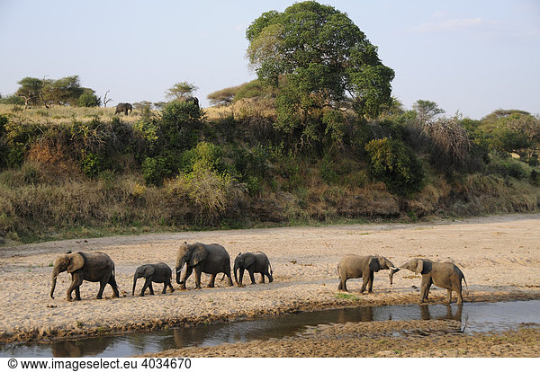Elefanten (Loxodonta africana) am Ufer des Tarangire-Flusses  Tarangire-Nationalpark  Tansania  Afrika