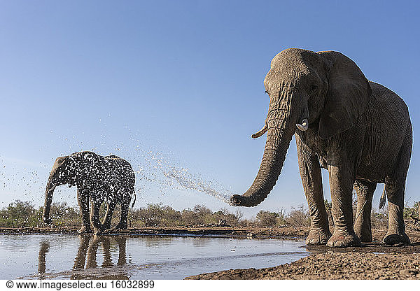 Elefanten (Loxodonta africana) am Wasser Mashatu-Wildreservat Botswana Afrika