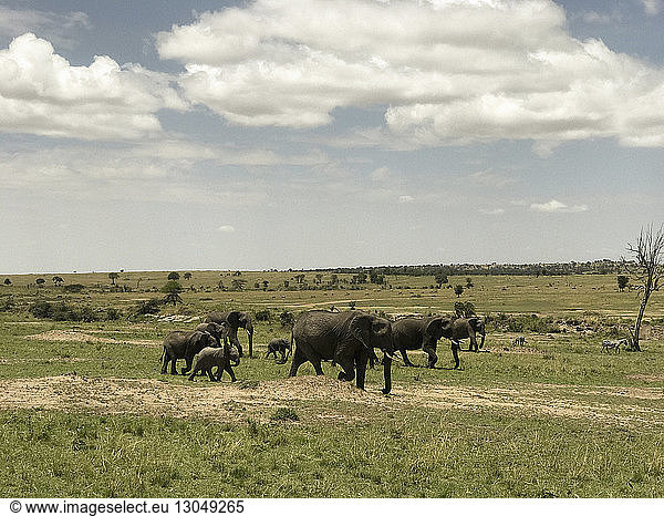Elefanten mit Kälbern  die am sonnigen Tag auf einem Grasfeld vor bewölktem Himmel laufen