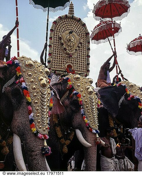 Elefanten mit Kopfbedeckung beim Pooram-Fest  Thrissur oder Trichur  Kerala  Indien  Asien