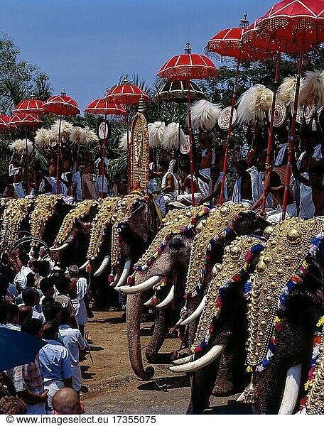 Elefanten mit Kopfbedeckung und auffälligen bunten Schirmen beim Pooram-Festival in Thrissur  Trichur  Kerala  Indien  Asien