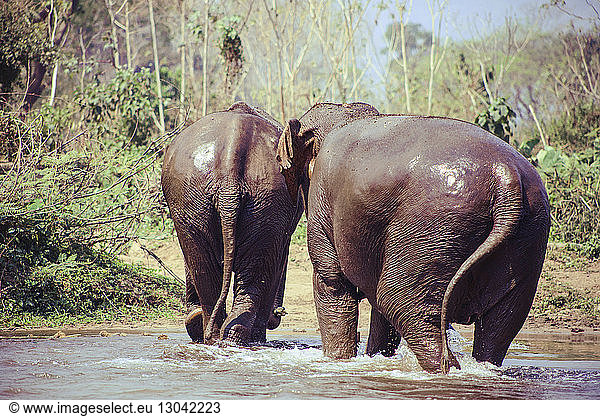 Elefanten wandern im See im Wald