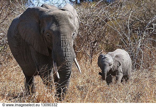 Elefantenfamilie auf dem Feld unterwegs