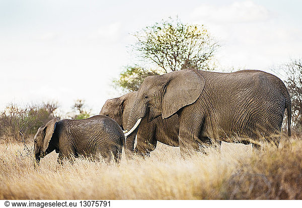Elefantenfamilie in der Savanne