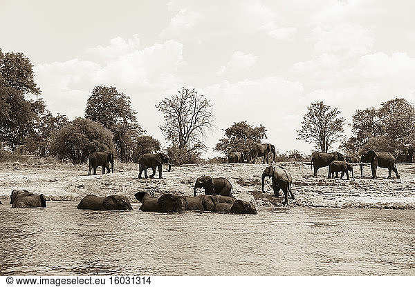 Elefantenherde an einer Wasserstelle.