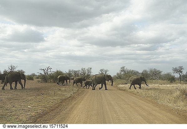 Elefantenherde überquert die Straße  Krüger-Nationalpark  Südafrika