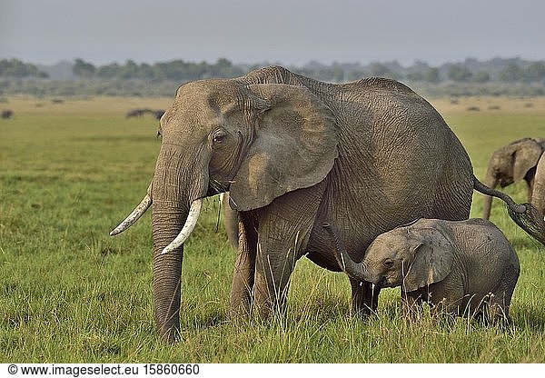 Elefantenmutter und -baby in der Savanne