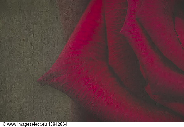 Elegant romantic red rose macro with texture details