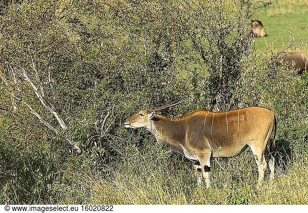 Elenantilope  auch bekannt als Südliche Elenantilope oder Elenantilope (Taurotragus oryx) bei der Nahrungsaufnahme  Serengeti-Nationalpark. Tansania.