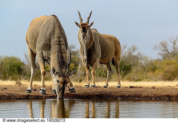 Elenantilope  auch bekannt als Südliche Elenantilope oder Elenantilope (Taurotragus oryx) beim Trinken. Mashatu-Wildreservat. Nördliches Tuli-Wildreservat. Botswana.