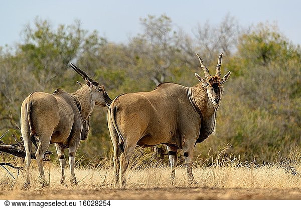 Elenantilope  auch bekannt als Südliche Elenantilope oder Elenantilope (Taurotragus oryx). Mashatu-Wildreservat. Nördliches Tuli-Wildreservat. Botswana.