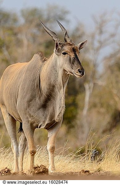 Elenantilope  auch bekannt als Südliche Elenantilope oder Elenantilope (Taurotragus oryx). Mashatu-Wildreservat. Nördliches Tuli-Wildreservat. Botswana.