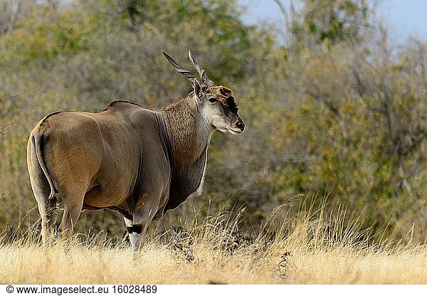 Elenantilope  auch bekannt als Südliche Elenantilope oder Elenantilope (Taurotragus oryx). Mashatu-Wildreservat. Nördliches Tuli-Wildreservat. Botswana.