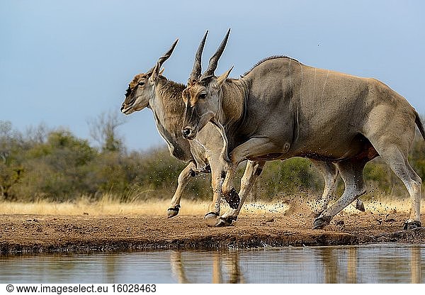 Elenantilope  auch bekannt als Südliche Elenantilope oder Elenantilope (Taurotragus oryx)  reagiert auf Gefahr. Mashatu-Wildreservat. Nördliches Tuli-Wildreservat. Botswana.