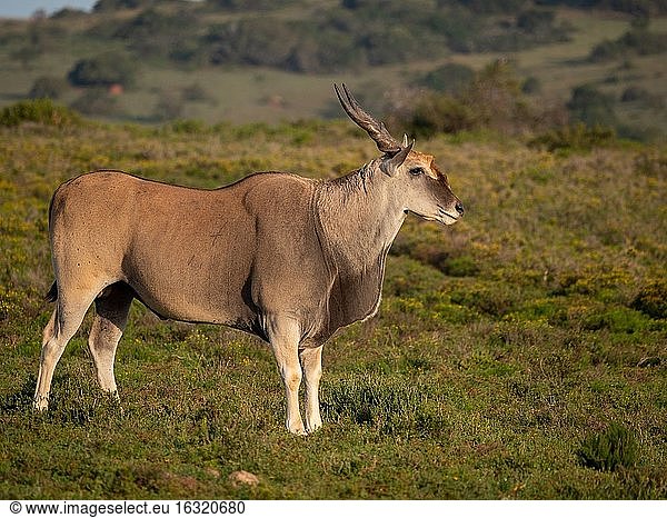 Elenantilope (Taurotragus oryx)  auch bekannt als Südliche Elenantilope oder Elenantilope. Ostkap. Süd Afrika.
