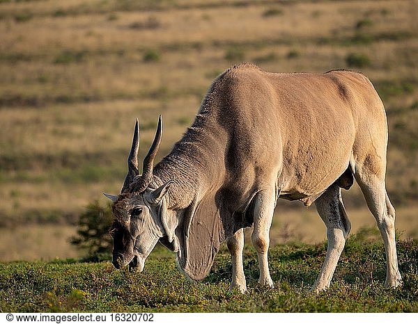 Elenantilope (Taurotragus oryx)  auch bekannt als Südliche Elenantilope oder Elenantilope. Ostkap. Süd Afrika.