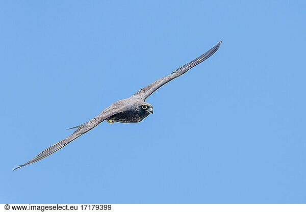 Eleonora's falcon (Falco eleonorae)  in flight  Crete  Greece  Europe