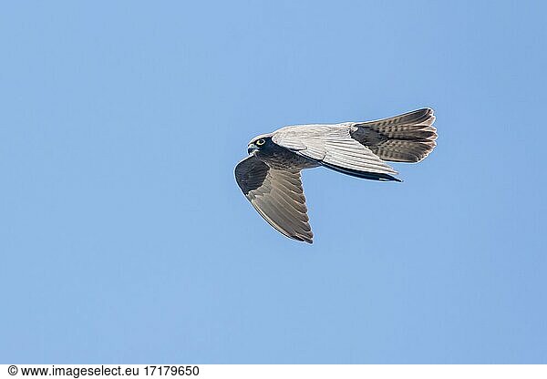 Eleonora's falcon (Falco eleonorae)  in flight  Crete  Greece  Europe