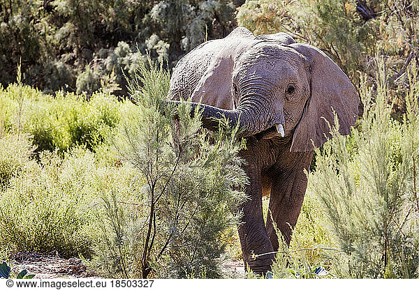 Elephant amidst plants  Brandberg  Damaraland  Namibia