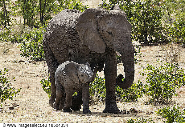 Elephant and baby elephant at Etosha National Park  Namibia  Africa