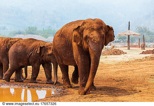 Elephant and baby elephants in Chiang Mai  Thailand