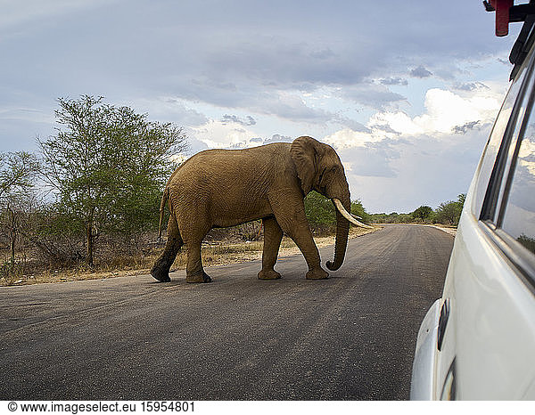 Elephant crossing a road  Kruger National Park  South Africa