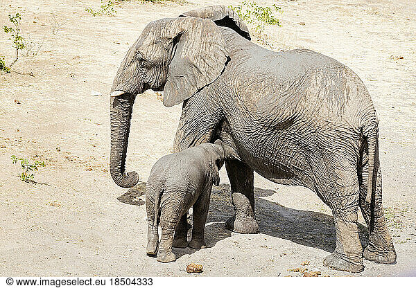Elephant family at Etosha National Park  Namibia  Africa