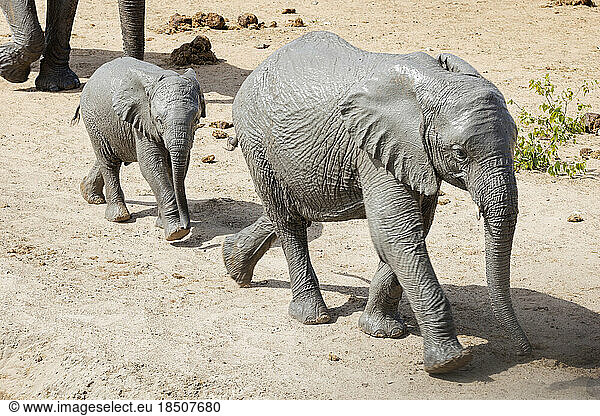 Elephant family at Etosha National Park  Namibia  Africa