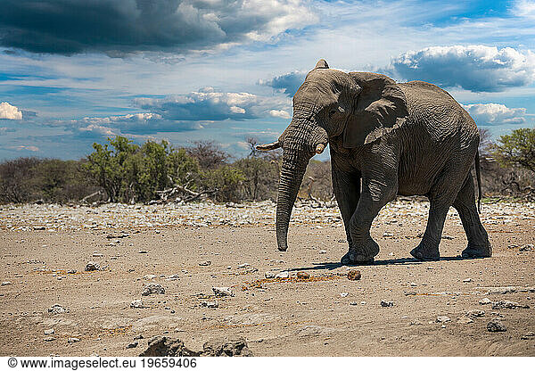 Elephant in ethosa national park  Namibia