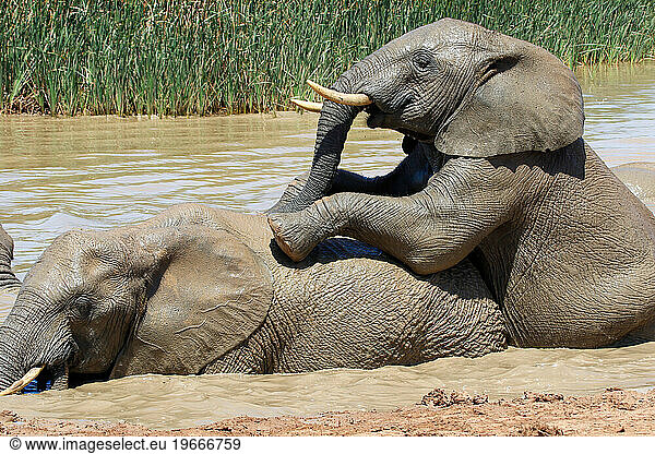 Elephant in ethosa national park  Namibia