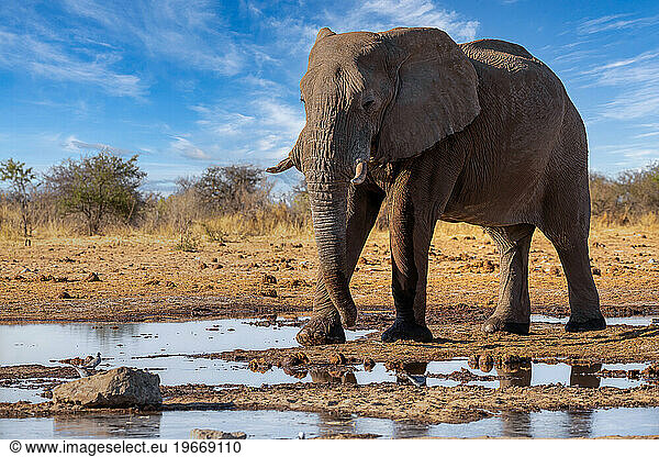 Elephant in ethosa national park  Namibia