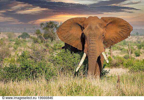 Elephant in the kruger national park at sunset