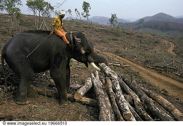 Elephant logging India