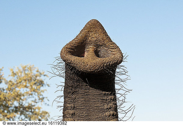 Elephant (Loxodonta africana)  Abu Camp  Okavango Delta  Botswana