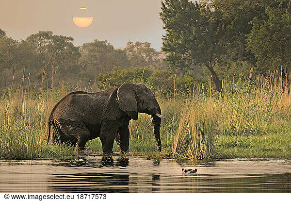 Elephant (Loxodonta africana) in Kwando River  Lianshulu Lodge  Mudumu National Park  Caprivi  Namibia