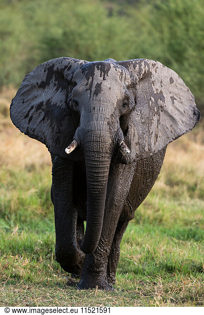 Elephant (Loxodonta africana) walking in grassland  Khwai concession  Okavango delta  Botswana