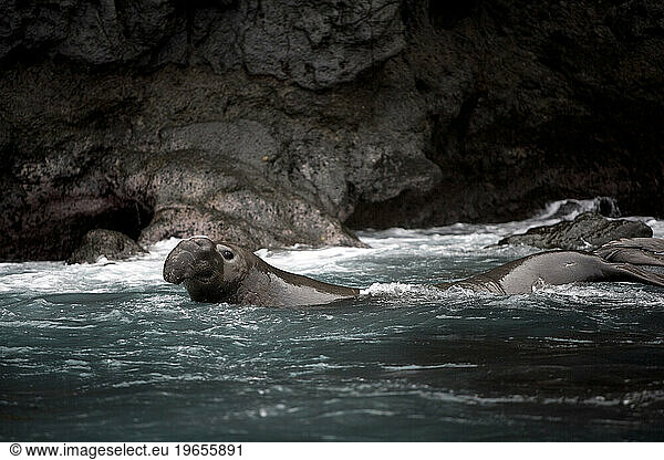ELEPHANT SEAL