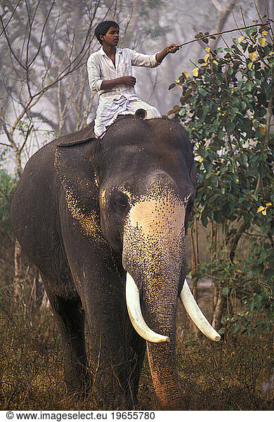 Elephant village  India